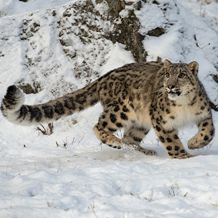 Snow Leopad